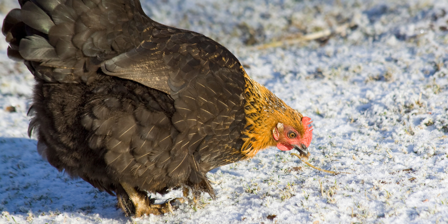 Chicken Pecking Snow