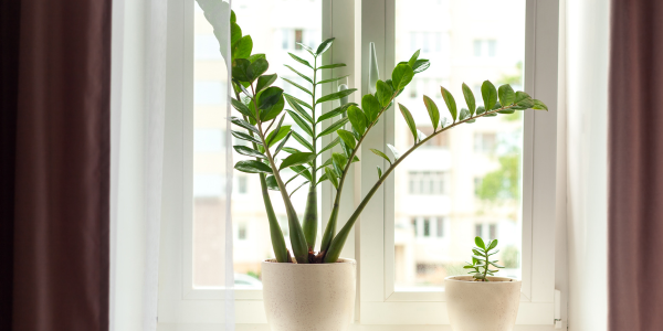 Plant on a window sill with curtains hanging on both sides. 