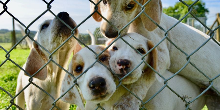 Puppies crawling on each other