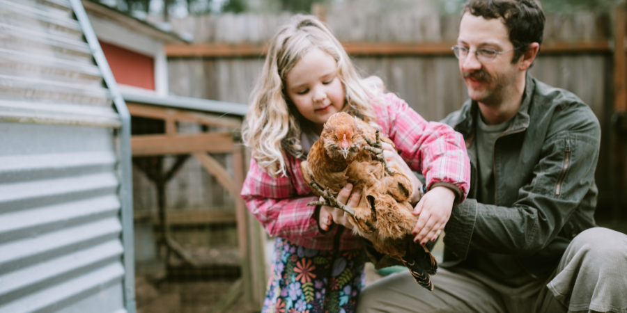 Father and daughter picking up a backyard chicken together.