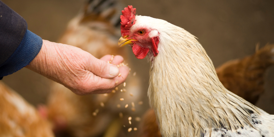 Chicken eating feed out of a person's hand. 