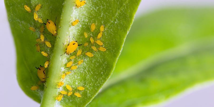 Blog_AphidsOnPlantLeaves_900x450