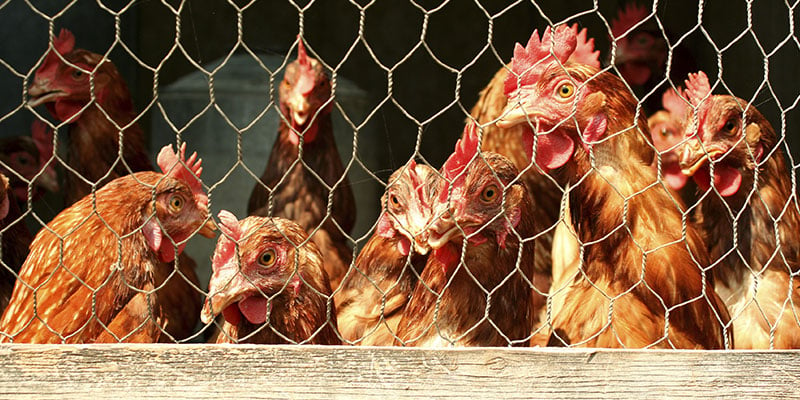 Benefits of a Quality Chicken Coop