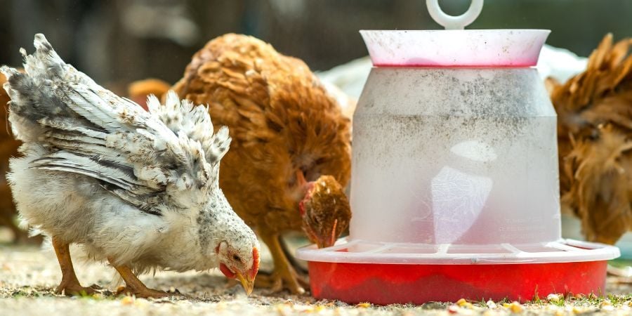 Blog_AutomaticChickenFeeder_900x450