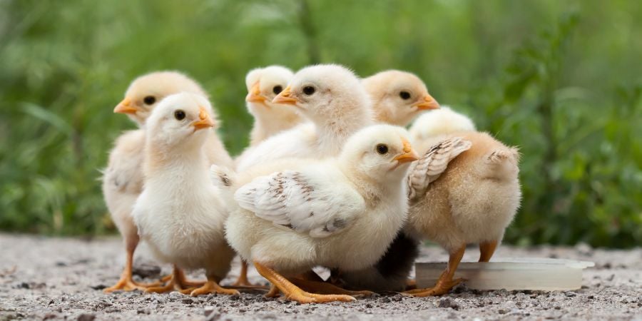 Blog_Baby Chicks_900x450