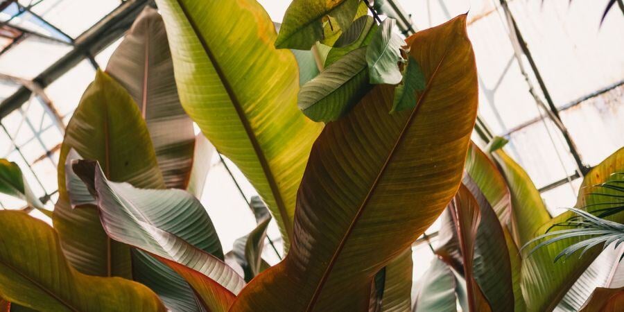Blog_BananaLeavesInGreenhouse_900x450