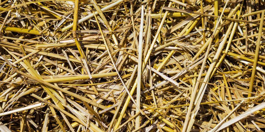 Blog_Bed of Straw_900x450