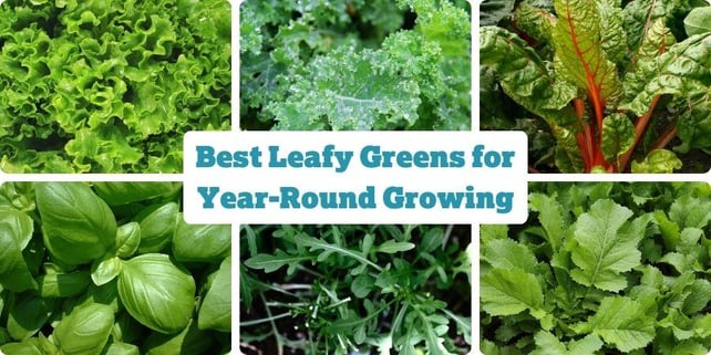Blog_BestLeafyGreensForYearRoundGrowing_900x450