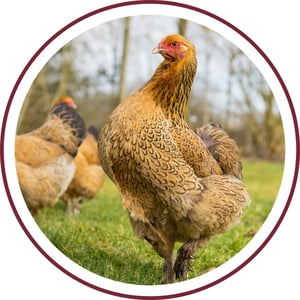 Blog_Brahma Chicken_400x400