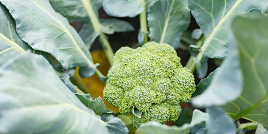Blog_Broccoli Greenhouse Plant_900x450