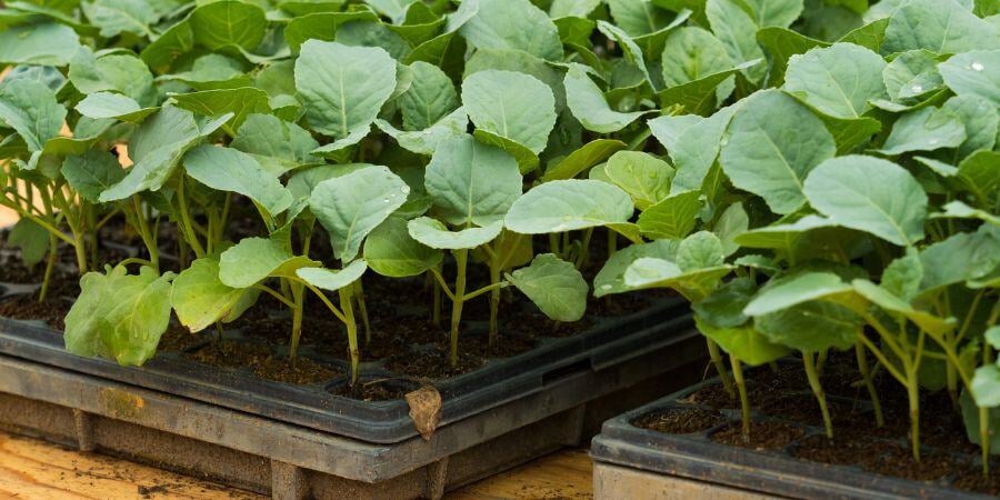 Blog_Broccoli Seedlings_900x450