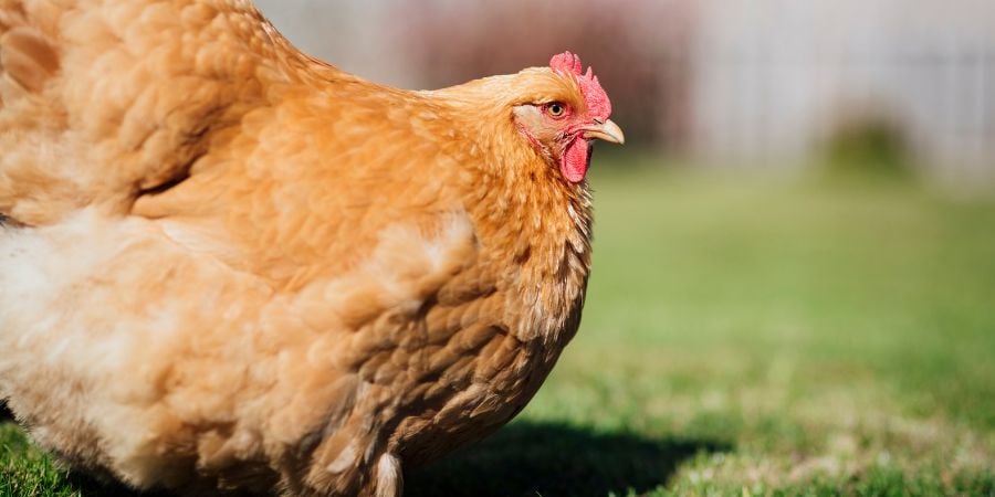 Blog_Buff Orpington_900x450