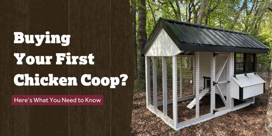 Blog_BuyingYourFirstChickenCoop_900x450