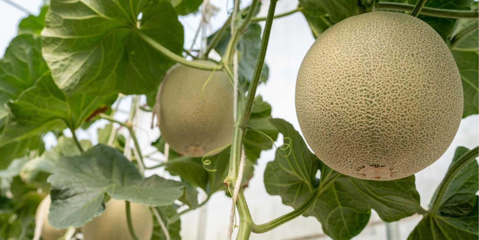 Blog_CantaloupeOnTrellis_900x450