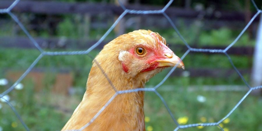 Blog_Chicken Behind With Chicken Wire_900x450