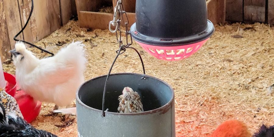 Blog_Chicken Coops Under Heat Lamps_900x450