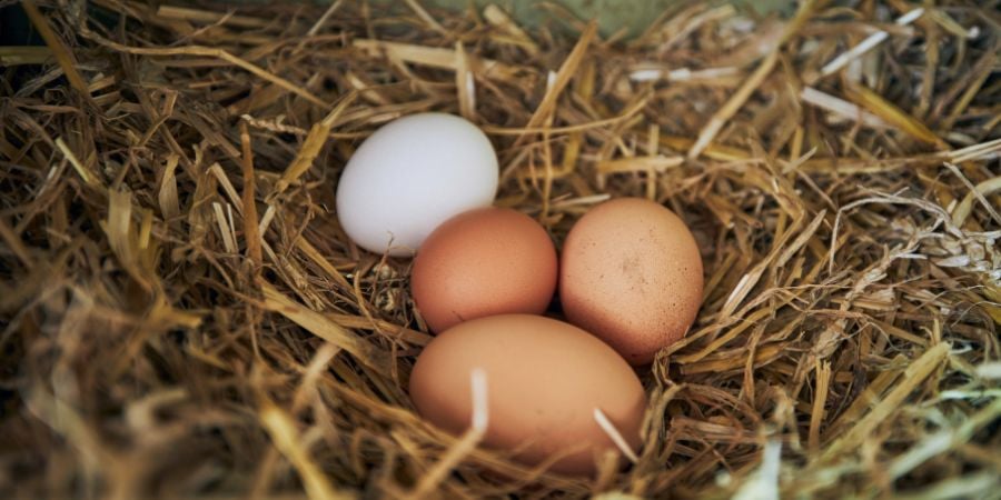 Blog_Chicken Eggs_900x450