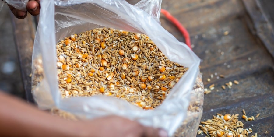 Blog_Chicken Feed_900x450