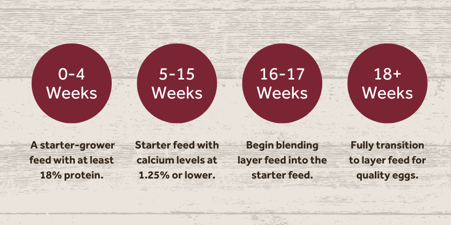 Blog_Chicken Layer Feed Guide_900x450
