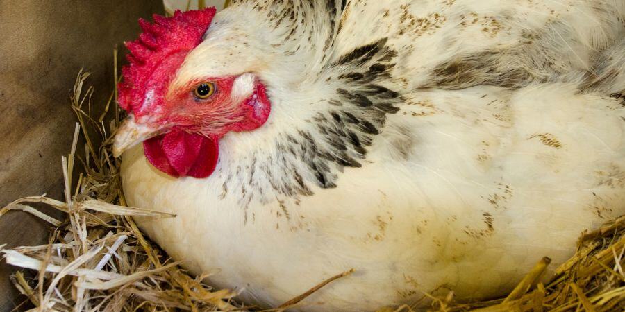 Blog_Chicken Laying Egg_900x450