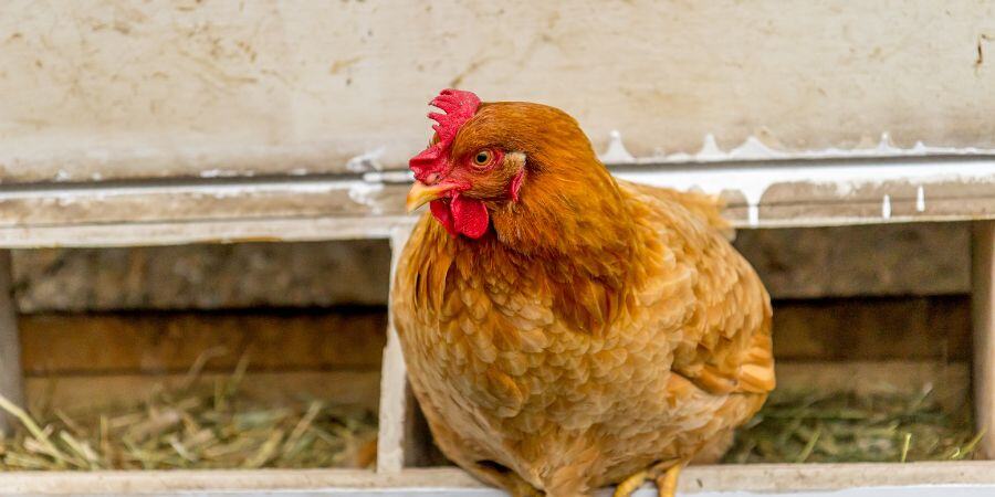 Blog_Chicken Roosting on Nesting Box_900x450