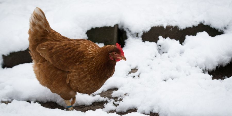 Blog_Chicken in Snow_900x450
