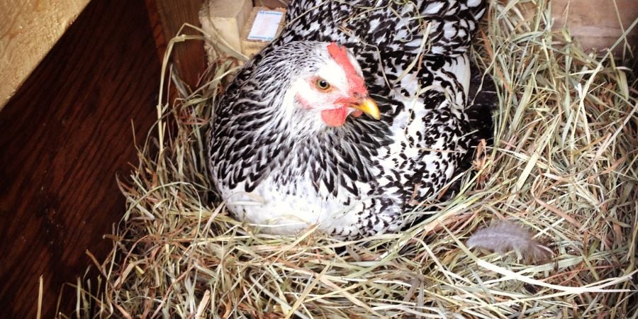 Blog_Chicken in a Nesting Box_900x450