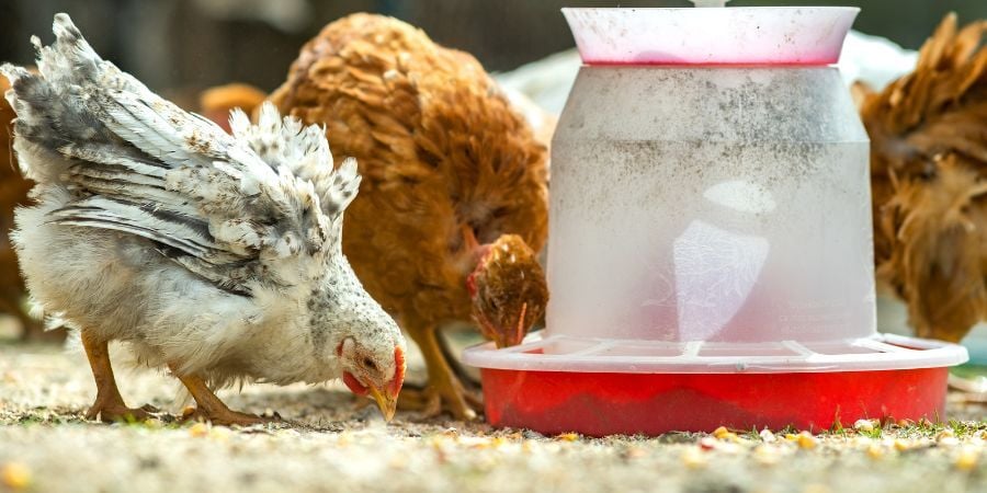 Blog_ChickenFeeder_900x450