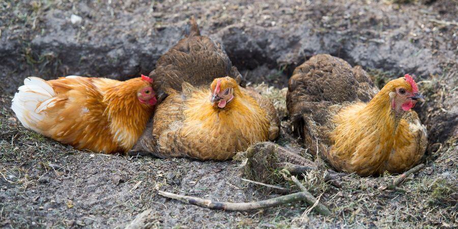 Blog_Chickens Dust Bathing_900x450