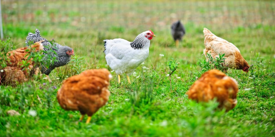 Blog_Chickens Forging in a Backyard_900x450