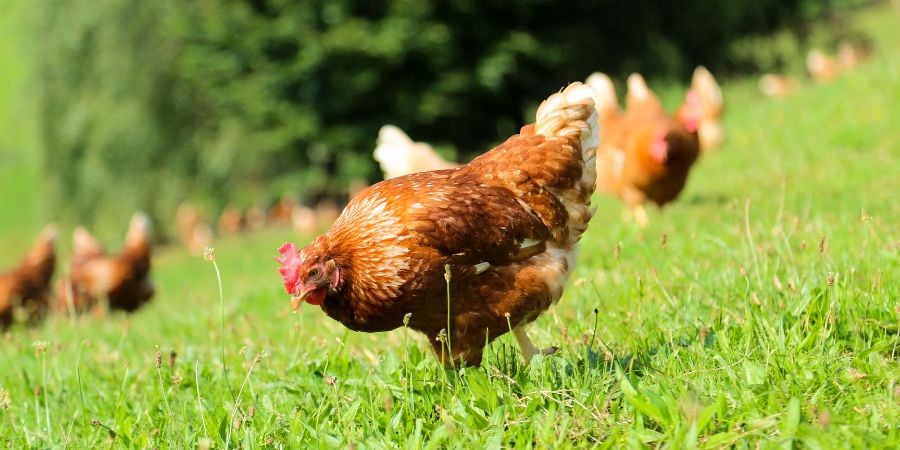 Blog_Chickens Grazing on a Hill_900x450