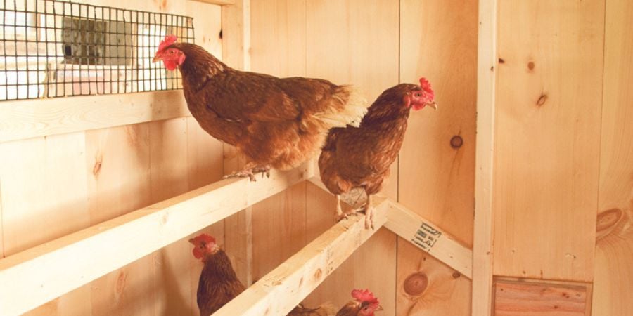 Blog_Chickens Perching in a Coop_900x450