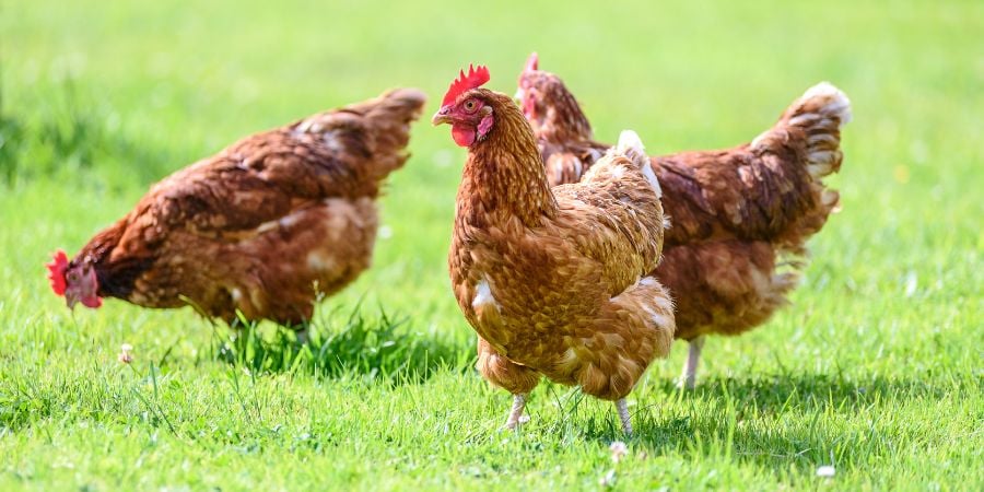 Blog_Chickens Roaming in Yard_900x450