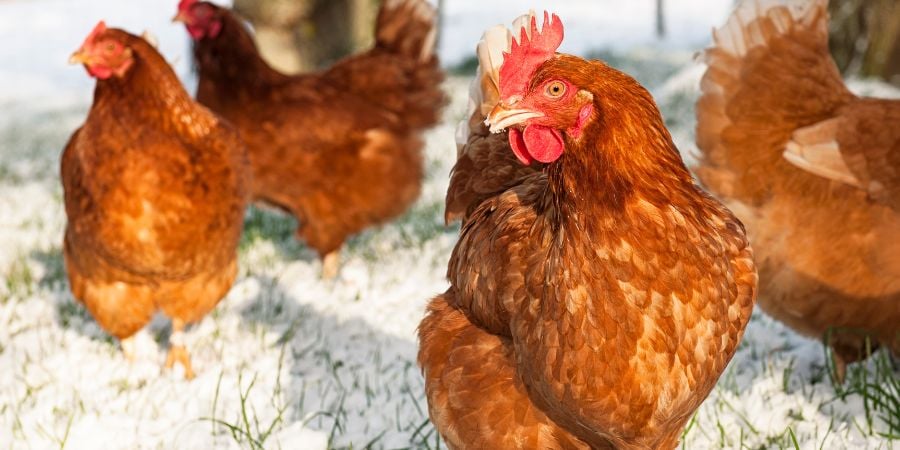 Blog_Chickens in Winter Snow_900x450