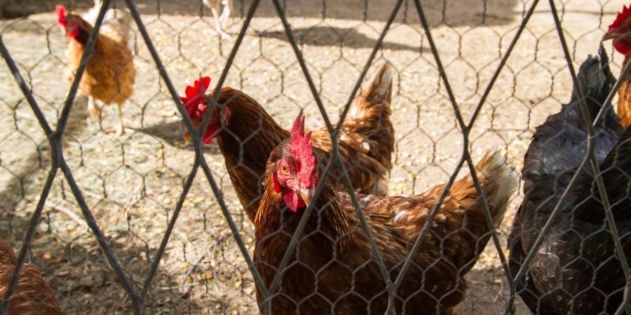 Blog_Chickens in an Enclosed Run_900x450