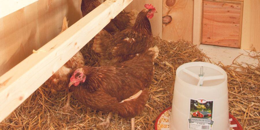Blog_Chickens on Coop Floor_900x450