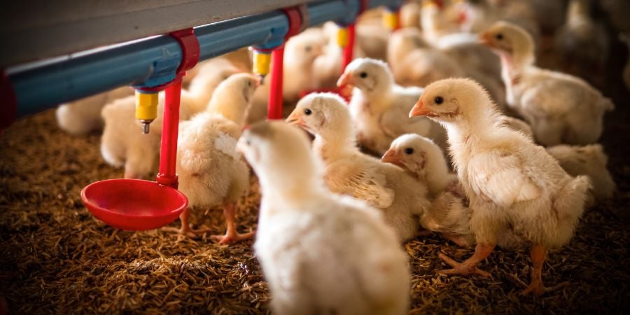 Blog_Chicks Drinking Water_900x450