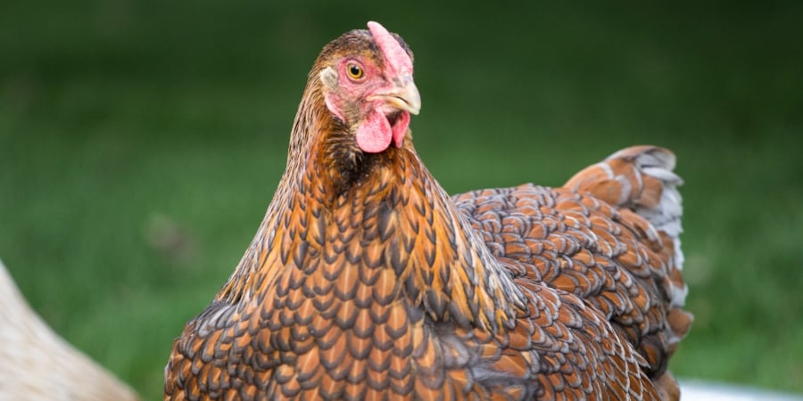 Blog_Closeup of a Backyard Chicken_900x450