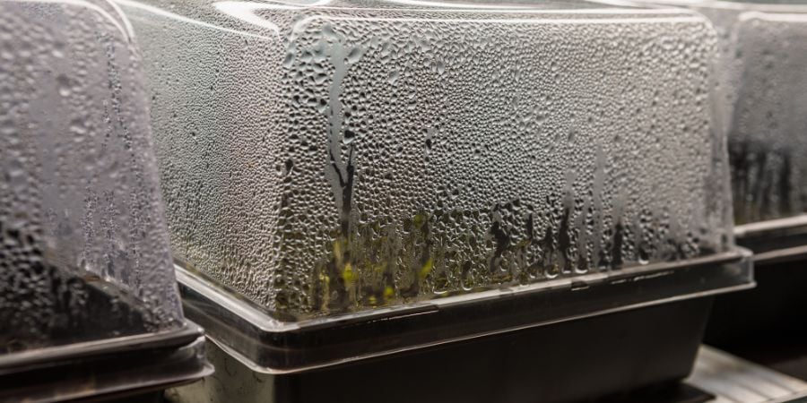 Blog_ColdFrameForSeedStarting_900x450