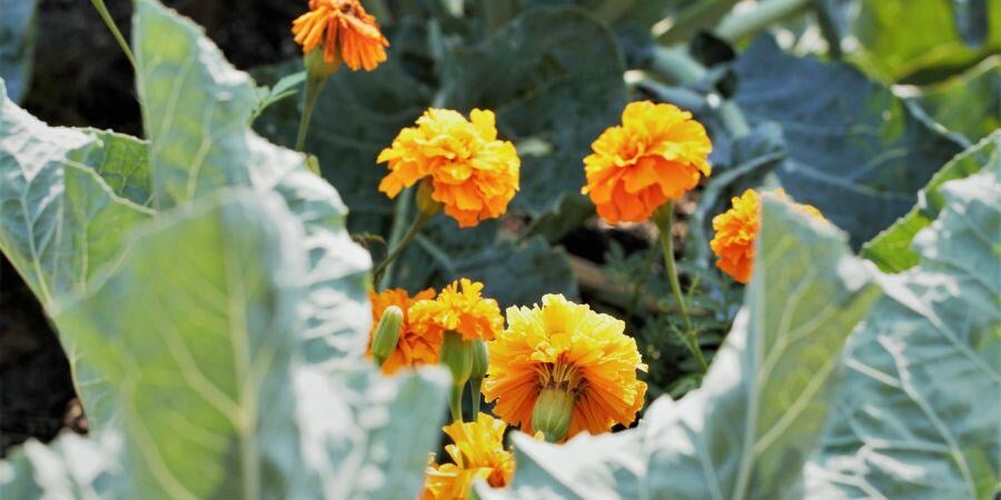 Blog_CompanionPlantingBroccoliAndMarigolds_900x450