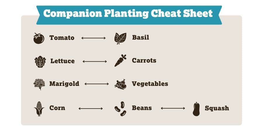 Blog_CompanionPlantingCheatSheet_900x450