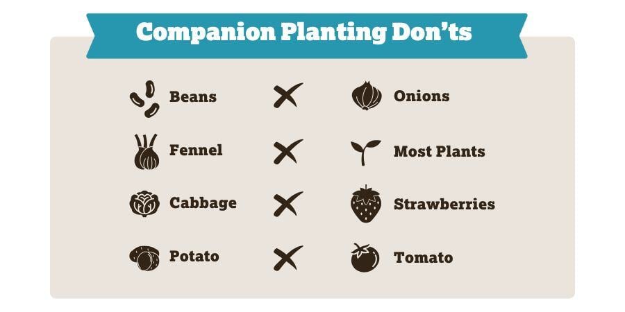 Blog_CompanionPlantingDonts_900x450
