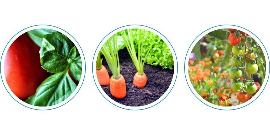 Blog_CompanionPlantingExamples_900x450