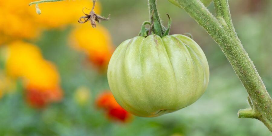 Blog_CompanionPlantingTomatoesAndMarigolds_900x450