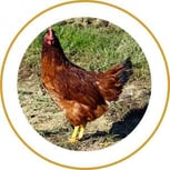 Blog_Content_1_RhodeIslandRed
