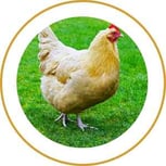 Blog_Content_3_Orpington
