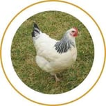 Blog_Content_4_Sussex