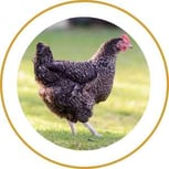 Blog_Content_6_Marans
