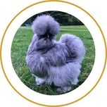 Blog_Content_9_Silkie