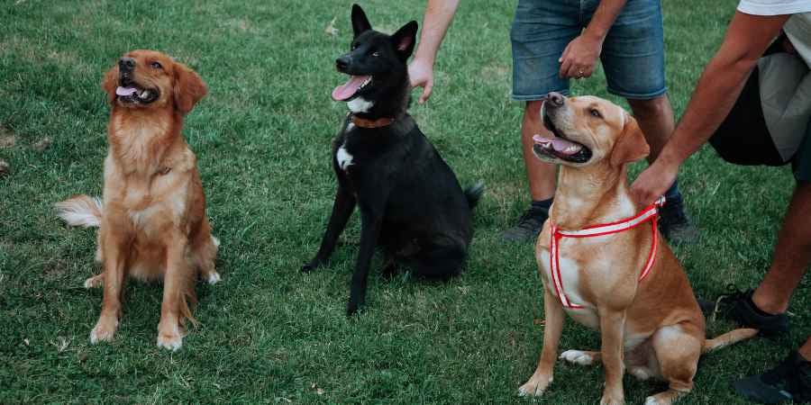 Blog_Content_DogTrainers_Sitting Dogs